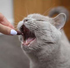 VetExpert Urinovet Cat Dilution 45 Kapslí