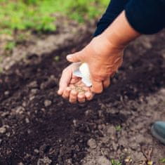 Noah salát hlávkový máslová mořská panna semena bez gmo