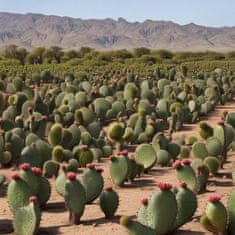 LaProve Nopál v prášku (Opuntia ficus-indica) v elegantní skleněné lahvičce 80g