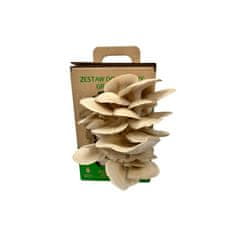 PLANTO Hlíva ústříčná 6l (Pleurotus ostreatus) MUSHROOMS GROW KIT PO-6L-HU