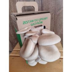 PLANTO Hlíva ústříčná 6l (Pleurotus ostreatus) MUSHROOMS GROW KIT PO-6L-HU