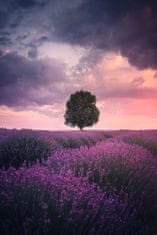 Pelcasa Lavender Fields, Isparta 