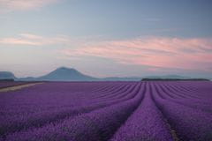 Pelcasa Lavender Field 