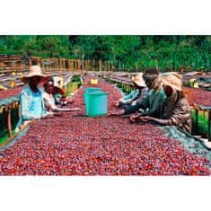 COFFEEDREAM Káva ETIOPIE SIDAMO BOMBE - Gramáž: 1000g, Typ kávy: Jemné mletí - český turek, Způsob balení: běžný třívrstvý sáček, Stupeň pražení: pražení COFFEEDREAM