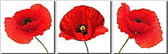 Innova CANVAS RED POPPY 20x60