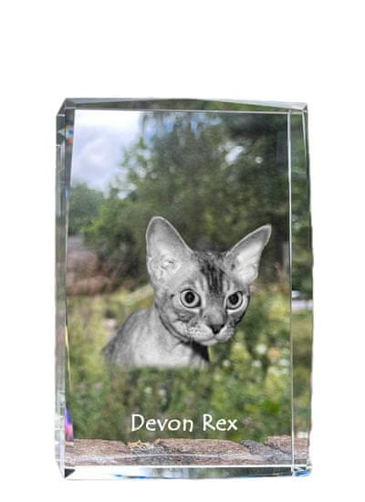 Artdog Devon Rex - krystal s fotkou kočky, foto ve skle, výstava moderních fotek Art-Dog