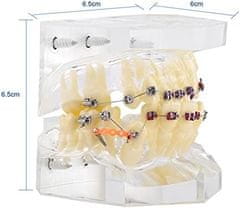 Verk 27403 Ortodontický model zubů