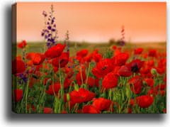 Wallity Obraz na plátně Poppy field 50x70 cm