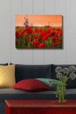 Wallity Obraz na plátně Poppy field 50x70 cm