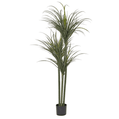 shumee Umělá rostlina DRACAENA ANITA 198 cm