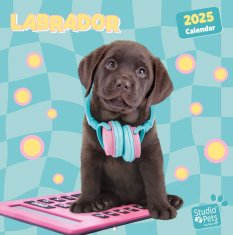 CurePink Nástěnný kalendář 2025 16 měsíců: Štěňata labradora (30 x 30|60 cm)