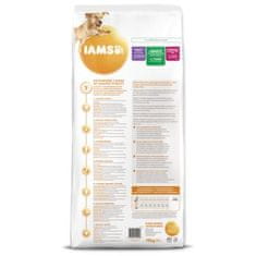 IAMS Krmivo Dog Adult Large Lamb 12kg