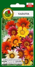 BOBIMARKET gazania vícebarevná dlouho kvetoucí nasiona 0,8g