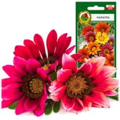 BOBIMARKET gazania vícebarevná dlouho kvetoucí nasiona 0,8g