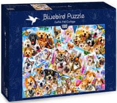 Blue Bird Puzzle Zvířecí selfie