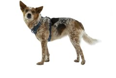 RUFFWEAR Front Range Postroj pro psy Blue Moon XS