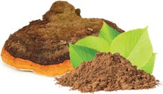 MycoMedica Mycomedica Chaga prášek BIO 100g