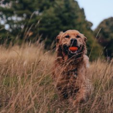 Beco Fetch Ball Hračka pro psy oranžová 6,5cm