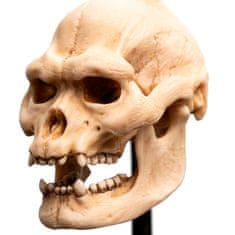 Weta Workshop Weta Workshop Lord of the Rings - Skull of Lurtz Minuature - 15 cm