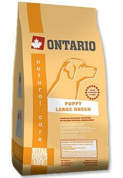 Ontario 2025 puppy large