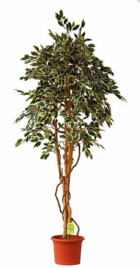 EverGreen Ficus hawaii výška 200 cm v květináči