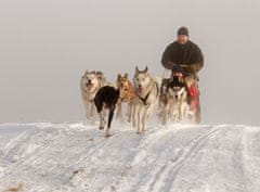 Allegria mushing pro děti Jesenicko