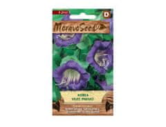 MORAVOSEED Kobea - Vilec pnoucí fialová