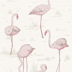 Cole & Son Tapeta FLAMINGOS 8045, kolekce CONTEMPORARY RESTYLED