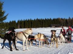 Allegria mushing - psí spřežení na vlastní kůži