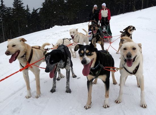 Allegria mushing - psí spřežení na vlastní kůži