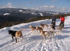 Allegria mushing - psí spřežení na vlastní kůži