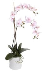 Shishi Orchidej (Phalaenopsis) s květináčem světle růžová, 75 cm