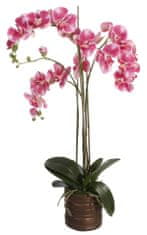Shishi Orchidej (Phalaenopsis) s květináčem 3 tmavě růžová, 90 cm