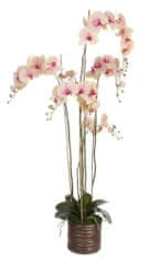 Shishi Orchidej (Phalaenopsis) s květináčem růžovo-žlutá, 150 cm