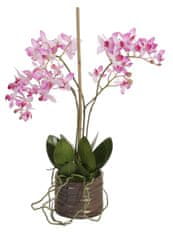 Shishi Orchidej (Phalaenopsis) s květináčem růžová, 40 cm