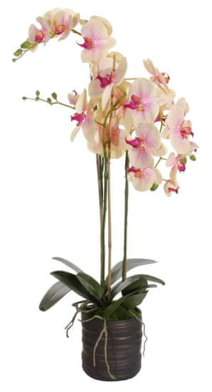 Shishi Orchidej (Phalaenopsis) s květináčem růžovo-žlutá, 90 cm