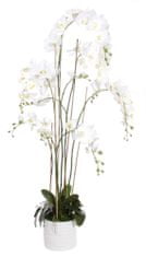 Shishi Orchidej (Phalaenopsis) s květináčem bílá, 155 cm