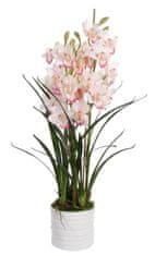 Shishi Člunatec růžový v květináči (Cymbidium), 100 cm