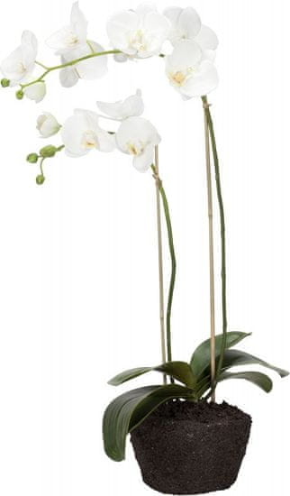 Lene Bjerre Orchidej (Phalaenopsis) s kořenovým balem bílá, 86 cm