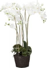 Lene Bjerre Orchidej (Phalaenopsis) s kořenovým balem bílá, 93 cm