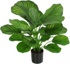 A La Maison Kalátea (Calathea fasciata) v květináči, 72 cm