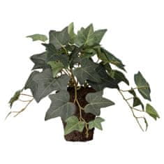 Lene Bjerre Břečťan (Hedera) s kořenovým balem, 18 cm