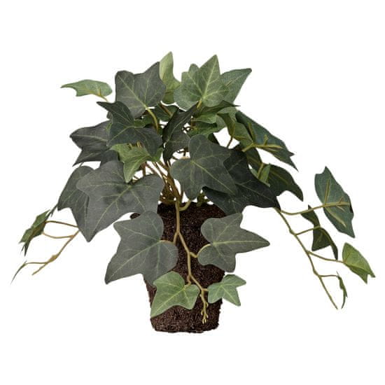 Lene Bjerre Břečťan (Hedera) s kořenovým balem, 18 cm