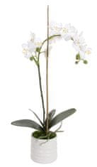 Shishi Orchidej (Phalaenopsis) s květináčem bílá, 65 cm