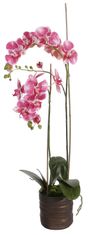 Shishi Orchidej (Phalaenopsis) s květináčem 2 tmavě růžová, 90 cm