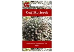 Kraftika 10 semen sukulentů sinocrassula yunnanensis