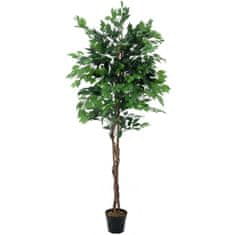 Europalms Fikus-Benjamin Multi-kmen, 210 cm