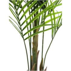 Europalms Areca palma s velkými listy, 165 cm