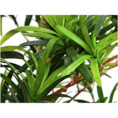 Europalms Nohoplod stromek, 90 cm