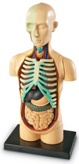 Learning Resources Anatomický model lidského těla - rozbaleno